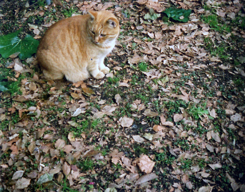 クラシックカメラ銘々伝 ミノックス秘話